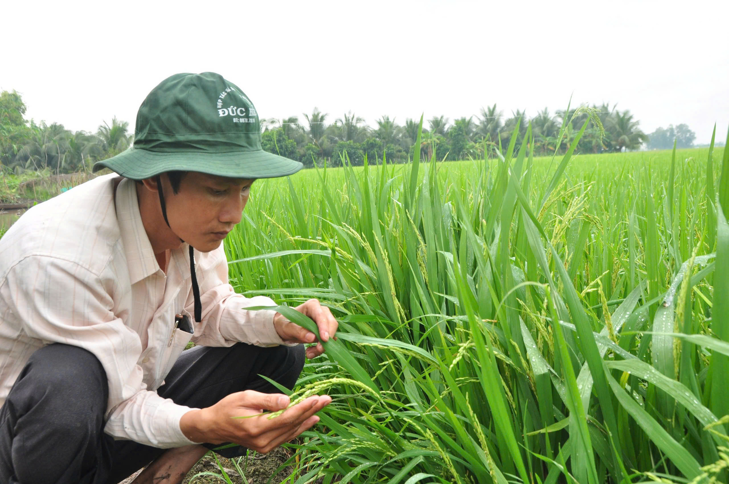 Có nên mua đất nông nghiệp - nông dân kiểm tra lúa trên cánh đồng Việt Nam