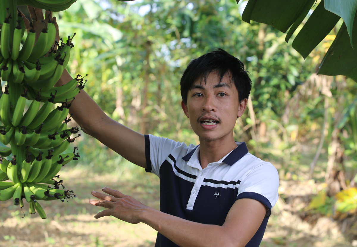 Nông dân canh tác trên đất trồng cây lâu năm CLN tại Việt Nam